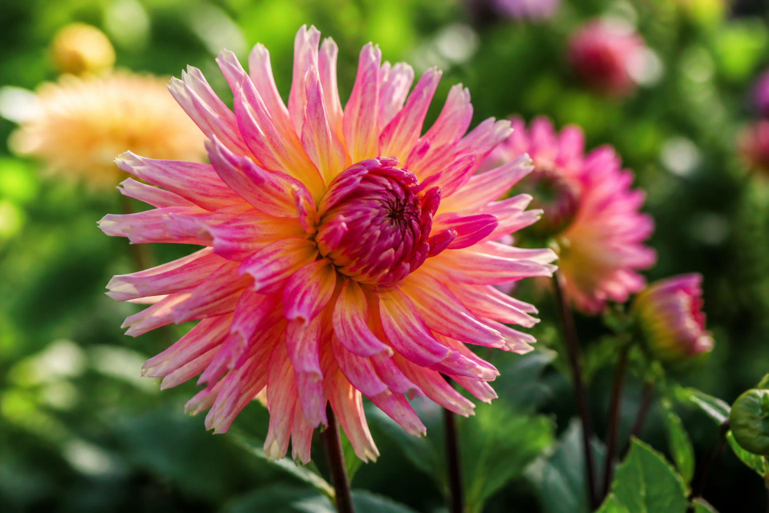 Dalia mexicana de pétalos intensos fotografiada en un jardín con luz de la mañana.