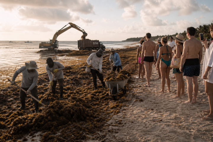 Trabajadores retiran sargazo de una playa del Caribe mexicano mientras turistas observan desde la orilla.